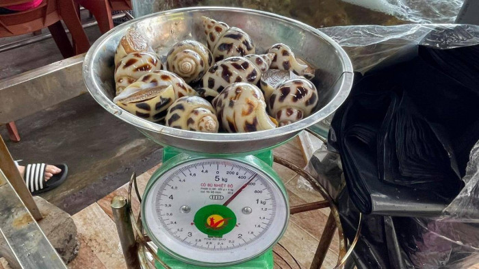 Tạm đóng cửa nhà hàng bán ốc hương giá 1,8 triệu đồng/kg: Ngày 26/4, Đoàn kiểm tra liên ngành TP.Nha Trang, tỉnh Khánh Hòa đã làm việc với chủ nhà hàng hải sản Tháp Bà 86 (29 Phạm Văn Đồng, TP.Nha Trang) bị tố “chặt chém” khách hàng. Tại buổi kiểm tra, nhà hàng chưa cung cấp được giấy chứng nhận đủ điều kiện vệ sinh an toàn thực phẩm, giấy khám sức khỏe định kỳ cho các nhân viên. Đoàn kiểm tra đã yêu cầu nhà hàng tạm dừng đóng cửa để bổ sung giấy tờ.