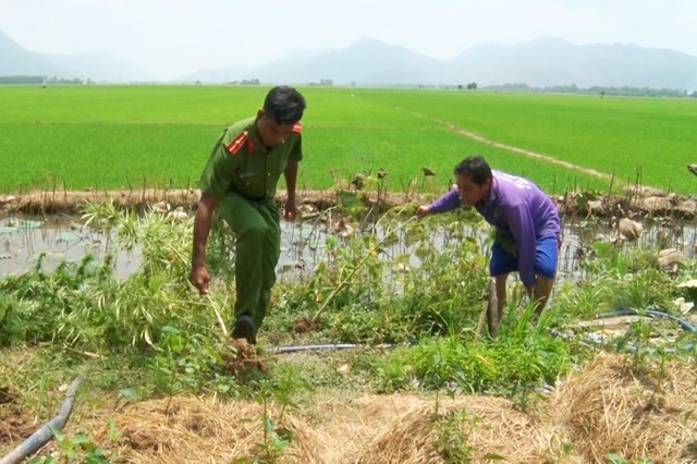 Phát hiện một hộ dân biên giới trồng cây cần sa... để 'nuôi gà': Ngày 15/3, Công an tỉnh An Giang cho biết vừa phát hiện hộ gia đình nhà ông Nguyễn Văn Út (sinh năm 1971 ở xã Lạc Quới huyện Tri Tôn) có trồng cây cần sa. Ông Út khai nhận: trước đó ông xin hạt loại cây này về ươm trồng để lấy lá cho gà ăn, nhằm phòng chống dịch bệnh và không biết đây là loại cây pháp luật cấm trồng.