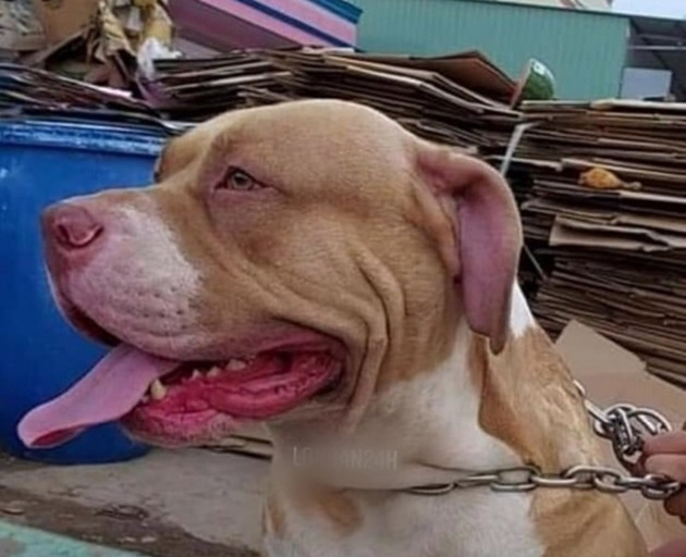 Chó Pitbull cắn chết người, chủ cũng bị cắn nguy kịch: Khuya 20/5, anh H.T.H. (37 tuổi, trú huyện Tân Trụ, tỉnh Long An) dẫn con chó Pitbull nặng hơn 60 kg nuôi trong nhà đi đến xã Nhị Thành uống cà phê. Lúc này, có một thanh niên được cho là bạn anh H. kéo ghế đến ngồi chung bàn để nói chuyện. Bất ngờ, anh này bị con chó Pitbull tấn công dẫn đến tử vong. Anh H. lao đến can ngăn nhưng bị con chó cắn thương nặng.