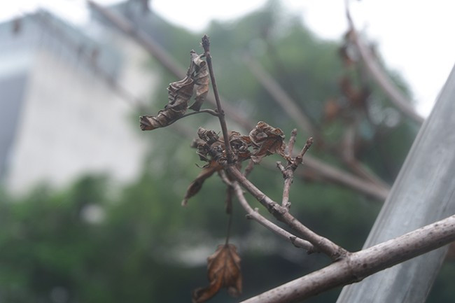 Văn phòng UBND thành phố Hà Nội đã có Văn bản số 2788/VP-ĐT (ngày 2/4/2021) thông báo ý kiến chỉ đạo của Phó Chủ tịch UBND thành phố Hà Nội về phương án thay thế cây phong lá đỏ trồng thử nghiệm trên dải phân cách tuyến phố Nguyễn Chí Thanh - Trần Duy Hưng.