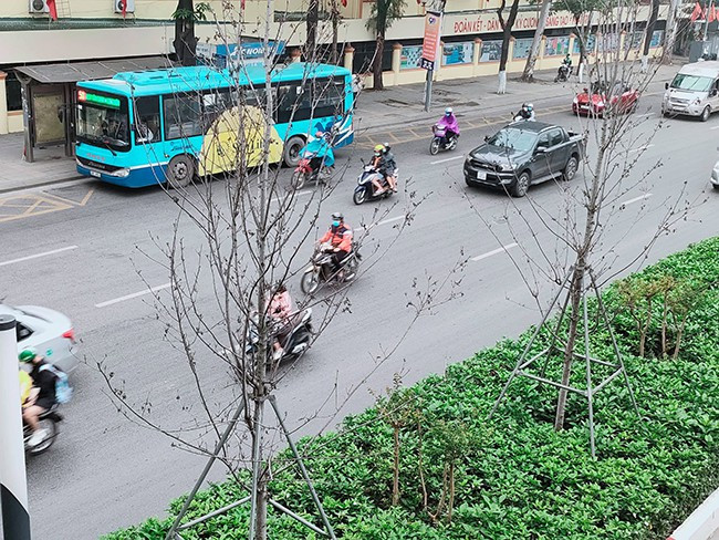 Có 217 cây còn sống sinh trưởng, phát triển kém. Sau một thời gian, lá bị héo; cành, nhánh bị khô và hay bị sâu bệnh (Công ty TNHH một thành viên Công viên cây xanh Hà Nội đã nhiều lần phun thuốc phòng trừ sâu bệnh).