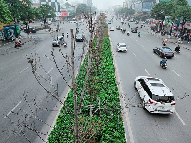 Căn cứ thực trạng theo dõi cây phong, Sở Xây dựng đề xuất: Phương án 1: Trồng thay thế bằng toàn bộ cây bàng lá nhỏ, có đường kính thân cây 10- <15cm; chiều cao vút ngọn 6-8m. Phương án 2: Trồng đan xen giữa 1 cây bàng lá nhỏ có đường kính thân cây 10- <15cm; chiều cao vút ngọn 6-8m và 1 cây cọ dầu đường kính 40-60cm, chiều cao lộ thân ≥ 2m.