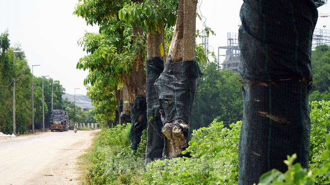 Hoa sữa là cây dạng thân gỗ to, có thể cao tới 50m. Bông hoa nhỏ khi nở thành những chùm khá lướn, màu trắng đến vàng nhạt, nở từ tháng 6 đến tháng 11, có mùi thơm. Quả cây dài, có túm lông màu trắng. Tuy nhiên nếu được trồng với mật độ cao trong khu dân cư có thể khiên nhiều người khó chịu khi hoa vào mùa nở rộ.