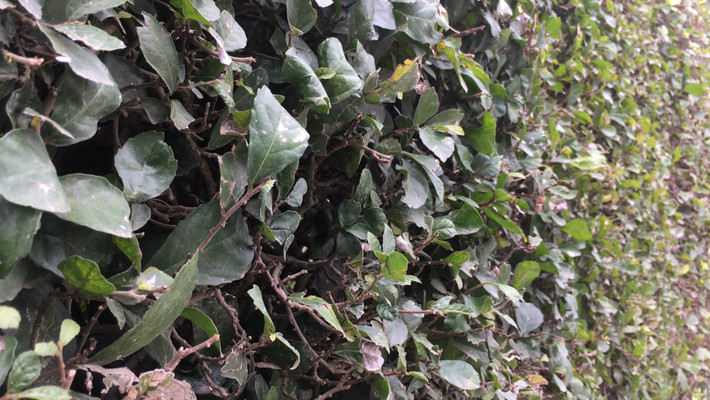 Lá duối màu xanh sẫm, mang sức sống mãnh liệt