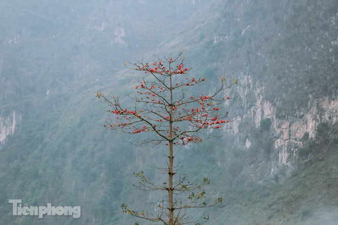 Cây hoa gạo thân cao và thẳng, các lá rụng vào mùa đông và trổ hoa năm cánh vào thời điểm xuân muộn trước khi ra lá non.