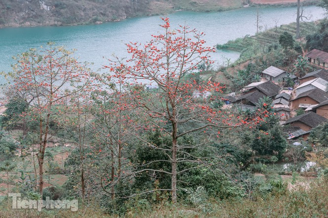 Trên vùng đất cao nguyên đá Hà Giang, sau mùa xuân "muộn" với những cành đào hồng rực rỡ lại đến mùa hoa gạo bung nở khắp các cung đường, dọc các núi đồi, hai bên bờ sông Nho Quế khiến người đi cứ ngẩn ngơ, chìm đắm.