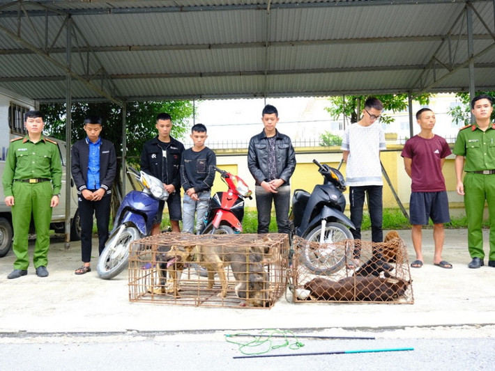 Bắt giữ 9 thanh niên trộm chó liên huyện: Ngày 18/10/2022, Công an huyện Kỳ Anh, tỉnh Hà Tĩnh cho biết đã phối hợp với các đơn vị liên quan bắt giữ 9 thanh niên trộm cắp chó liên huyện. Tại cơ quan công an, các đối tượng khai nhận, từ tháng 8-10/2022 đã thực hiện khoảng 12 vụ trộm chó trên địa bàn. Các đối tượng lợi dụng thời điểm sau 12h đêm, dùng xe máy không gắn biển số và đeo khẩu trang, đội mũ che kín mặt, khảo sát tình hình trong các tuyến đường liên thôn, liên xã, phường, thị trấn trong vùng tìm kiếm mục tiêu rồi sử dụng cần câu chuyên dụng để trộm chó.