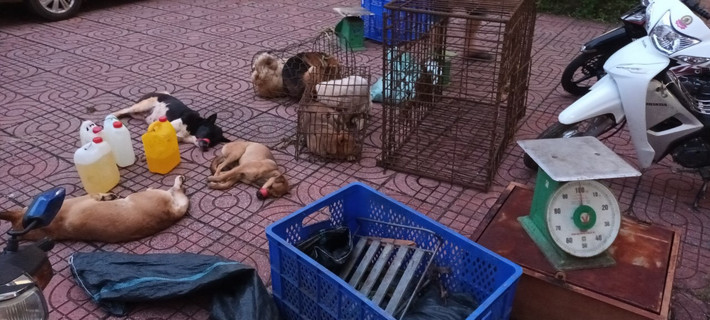 Nhóm đối tượng do Đỏ cầm đầu đã chuẩn bị các loại phương tiện, công cụ như: dao rựa, súng bắn điện, ớt bột, rồi đến các địa bàn thuộc tỉnh Đắk Nông và Lâm Đồng để trộm cắp chó mang đi tiêu thụ. Các đối tượng sẵn sàng chống trả lại lực lượng chức năng và người dân khi bị phát hiện, truy bắt. Với thủ đoạn trên, từ đầu tháng 10 đến nay, nhóm của Đỏ đã thực hiện hàng loạt vụ trộm chó trên địa bàn 2 tỉnh trên, với khối lượng khoảng 3 tấn.