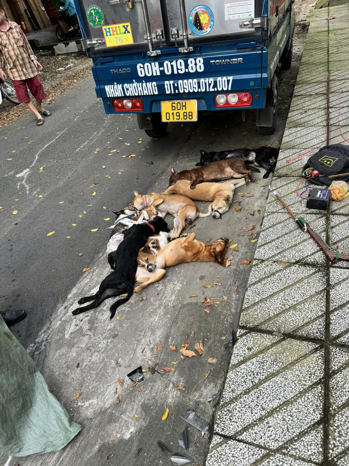 Cú tông khiến 2 thanh niên cùng xe máy văng về trước, bao tải đựng chó rớt xuống đường. Cả hai thanh niên bỏ lại xe máy, bao tải đựng chó và nhiều dụng cụ chích điện rồi chạy bộ thoát thân. Qua xác minh, sự việc xảy ra vào khoảng 7h sáng ngày 18/10, tại hẻm đường Tân Thới Nhất 17, phường Tân Thới Nhất, quận 12, TP HCM. Cơ quan chức năng cũng đã trích xuất camera tại khu vực để xác minh, làm rõ vụ việc.