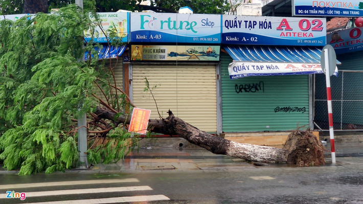 Tại TP Nha Trang, gió lớn làm hàng loạt cây xanh gãy đổ. Ảnh: Zing.vn.