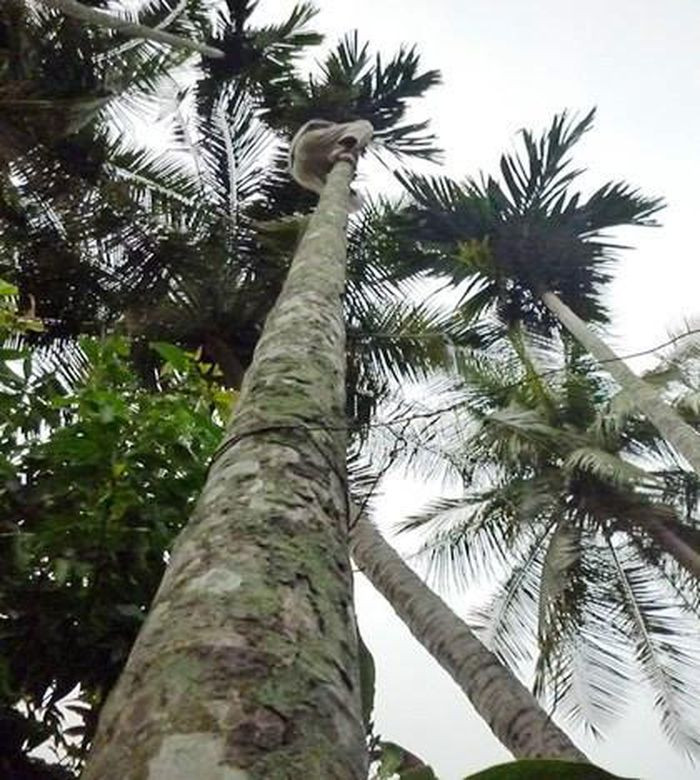 Điện giật khi hái cau, người đàn ông ở Nghệ An nguy kịch: Ngày 24/10, UBND xã Thanh Phong, Thanh Chương, Nghệ An cho biết, trưa 23/10, nạn nhân tên P.Q.H (37 tuổi) đang hái cau thì gặp tai nạn. Quá trình dùng sào hái buồng cau ở trên cao, không may sào ngã vào dây điện bên cạnh, khiến anh bị điện giật bất tỉnh.