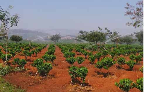 Theo hồ sơ vụ án, khoảng 20h ngày 14/3.2022, chị Trịnh Thị Hồng (SN 1976, trú thôn Ia Sâm, xã Ia Rong, huyện Chư Pưh, Gia Lai) đi xe máy rời khỏi nhà đi đến rẫy của gia đình để tưới cà phê. Đến sáng ngày 15/3, người thân không thấy chị Hồng trở về nên vào rẫy tìm kiếm. (Ảnh minh họa, nguồn ảnh Báo Gia Lai)