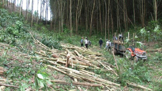 Ngọn cây keo rơi trúng đầu, người đàn ông tử vong: Ngày 28/3, UBND xã Thanh Nho (huyện Thanh Chương, Nghệ An) cho biết, anh N.T.T. (48 tuổi, người địa phương), cùng mọi người đi khai thác keo thì gặp gió mạnh khiến ngọn keo đã cắt trước đó đang mắc trên những cành cây rơi trúng đầu anh T. khiến nạn nhân tử vong.