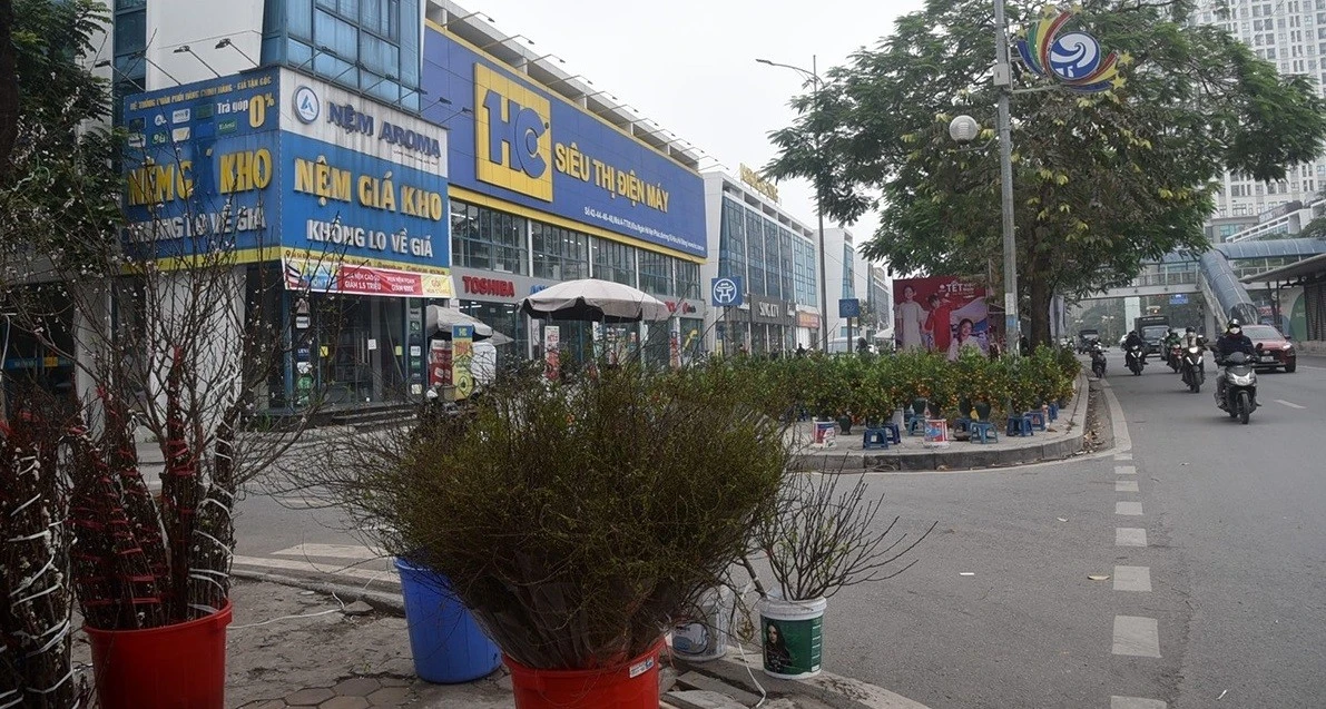 Đào quất xuống phố, chiếm vỉa hè Hà Nội