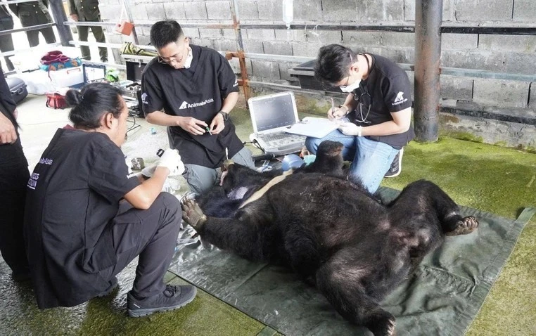 Cá thể gấu nặng 120 kg được cứu hộ thành công, là loài trong Sách Đỏ