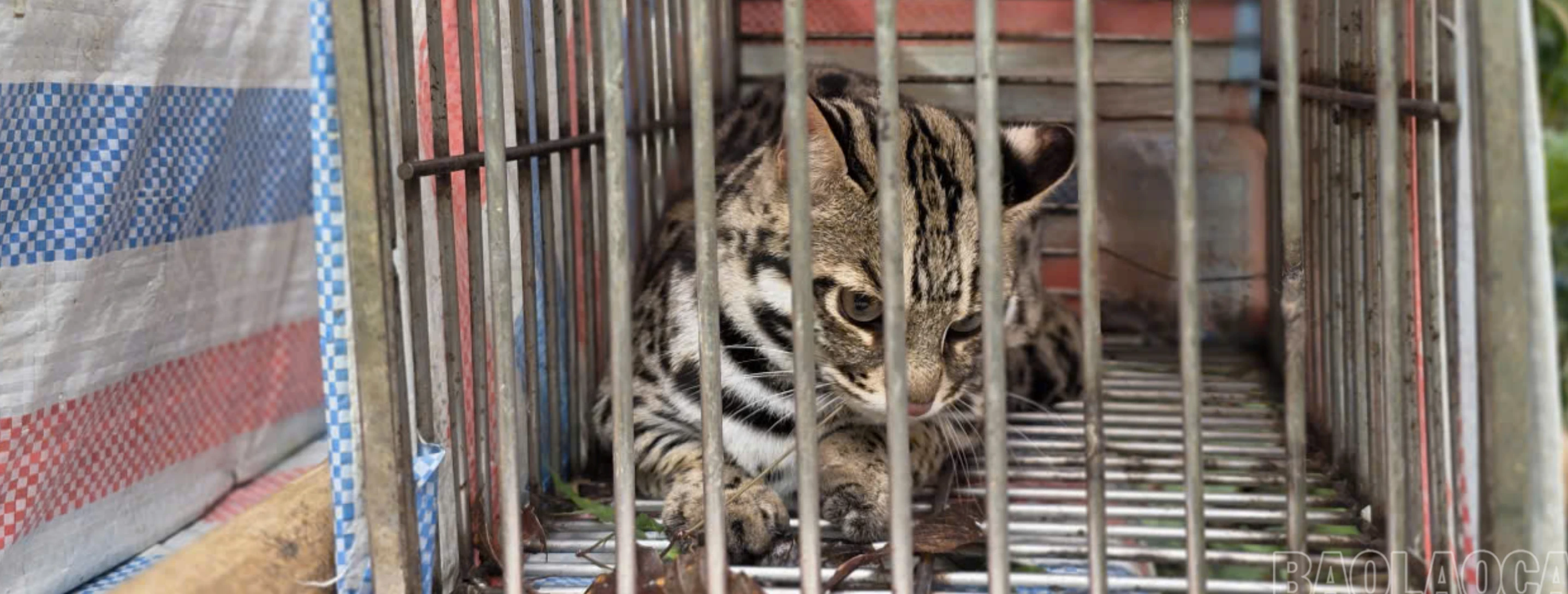 VQG Hoàng Liên tái thả nhiều động vật quý hiếm về tự nhiên