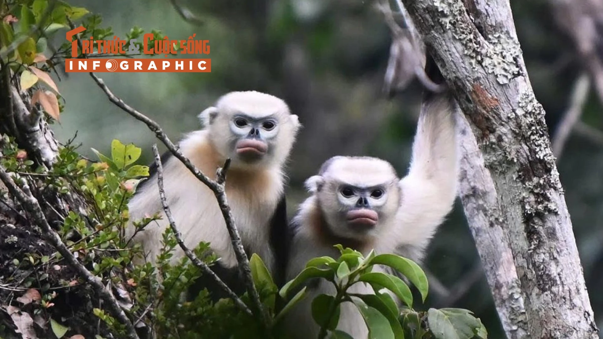[INFOGRAPHIC] Voọc mũi hếch - loài linh trưởng quý hiếm nổi tiếng Việt Nam