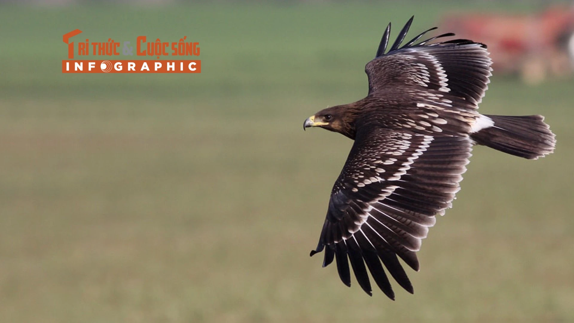 [INFOGRAPHIC] Đại bàng đen quý hiếm thế nào?