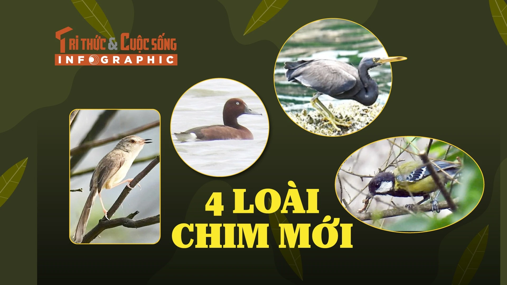 [INFOGRAPHIC] 4 loài chim mới phát hiện ở Phong Nha - Kẻ Bàng