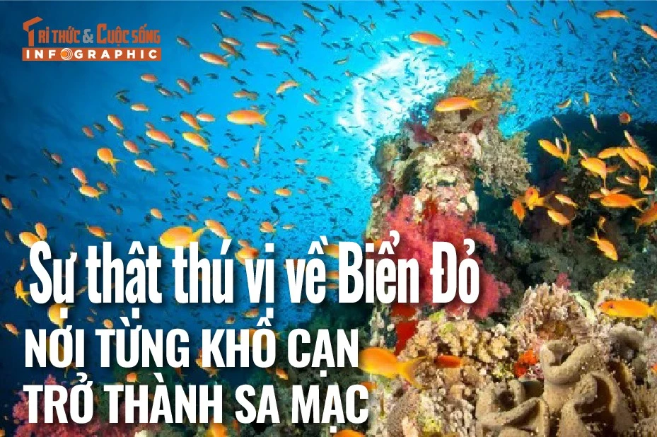 [INFOGRAPHIC] Sự thật thú vị về Biển Đỏ - nơi từng khô cạn trở thành sa mạc