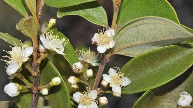 Chạy đua với thời gian cứu 'cây thây ma' ở Australia khỏi nguy cơ tuyệt chủng