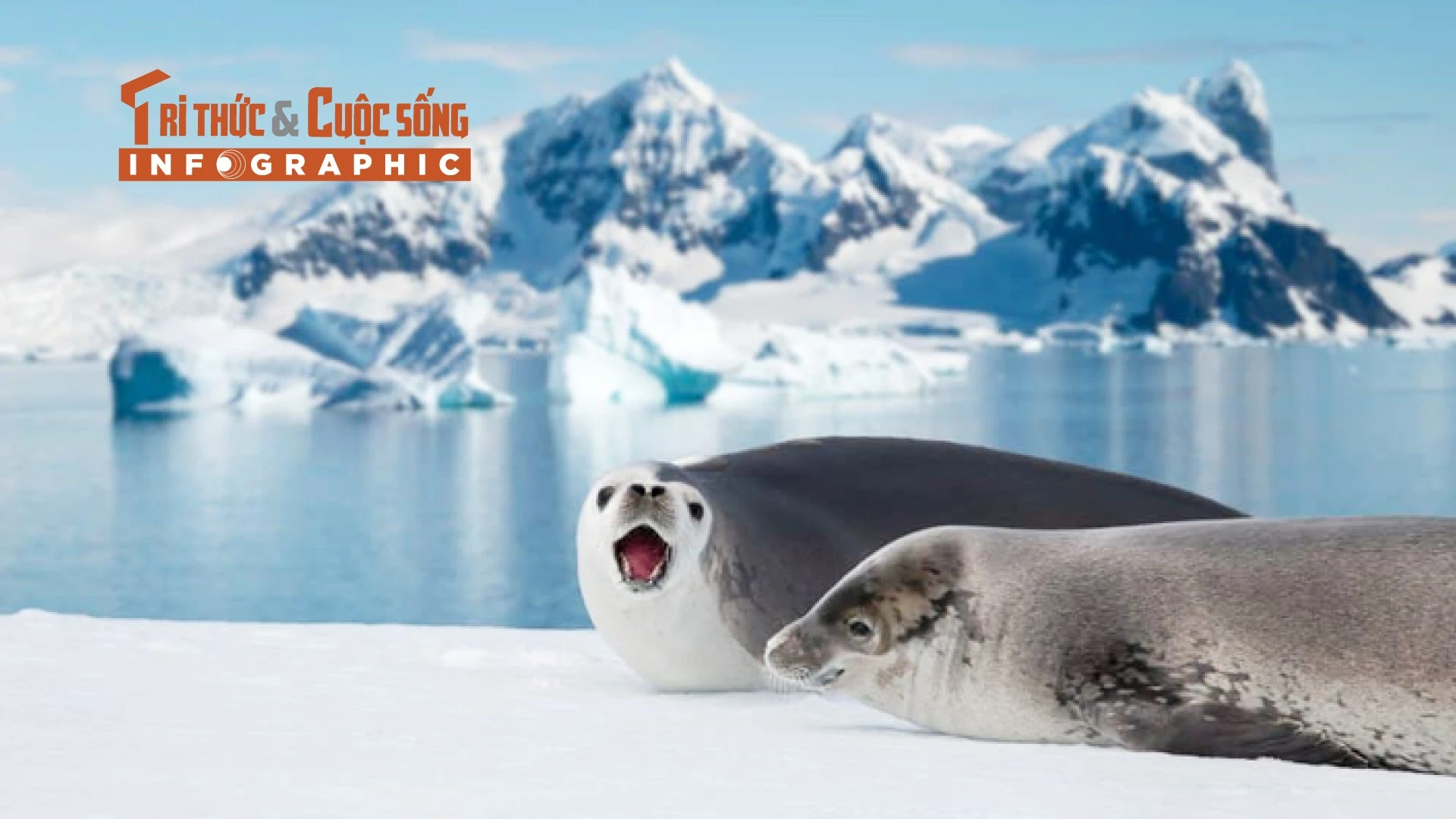 [INFOGRAPHIC] Loài hải cẩu ở Nam Cực được ví như 'nhạc sĩ của đại dương'