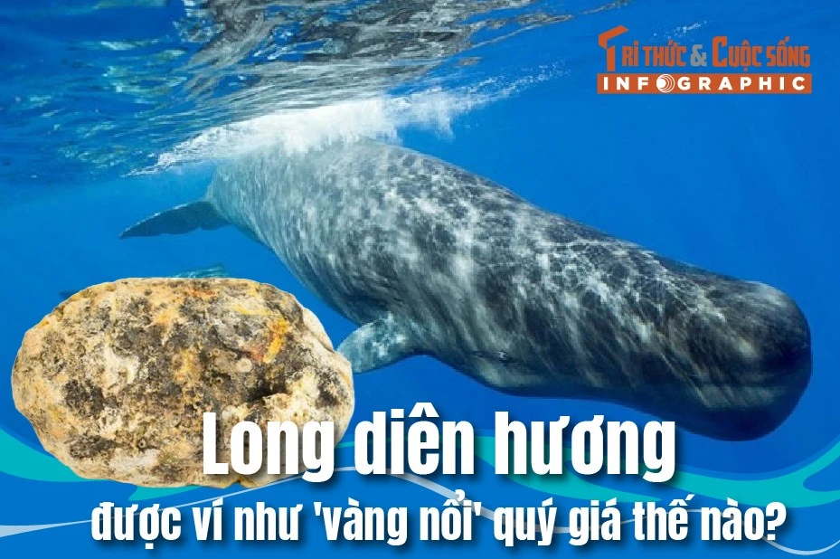[INFOGRAPHIC] Long diên hương được ví như 'vàng nổi', quý giá thế nào? 