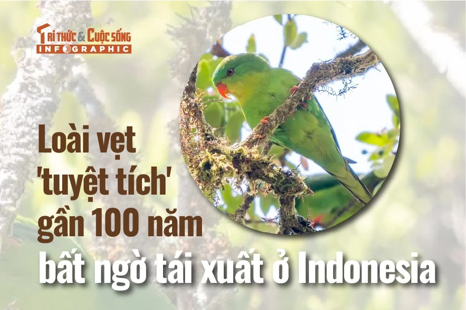[INFOGRAPHIC] Loài vẹt 'tuyệt tích' gần 100 năm bất ngờ tái xuất ở Indonesia
