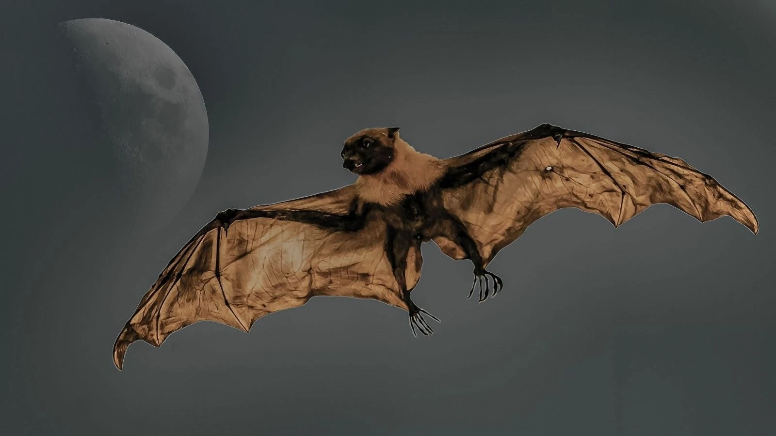 Loài dơi 'mất tích' 40 năm bất ngờ được nhìn thấy ở Rwanda