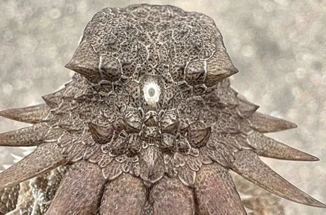 Chuyên gia phát hiện bí mật bất ngờ về sinh vật độc nhãn