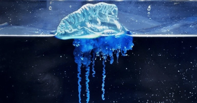 Sứa màu xanh lam xuất hiện ngoài khơi Nhật Bản, chuyên gia nói sao?