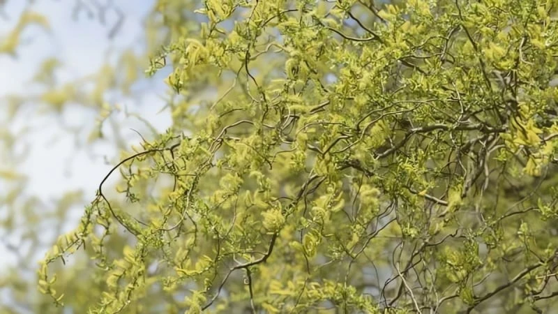 Cây cảnh độc lạ lá xanh như ngọc, rước may vào nhà năm mới