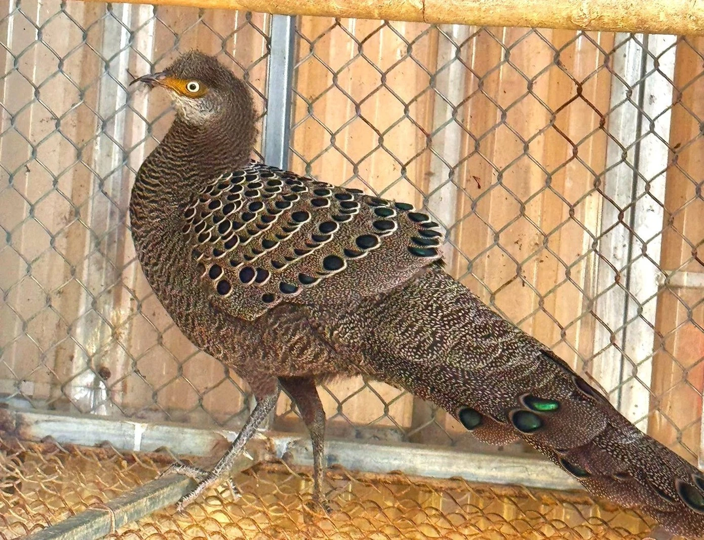 Gà tiền mặt vàng vừa được người dân bàn giao quý hiếm cỡ nào?