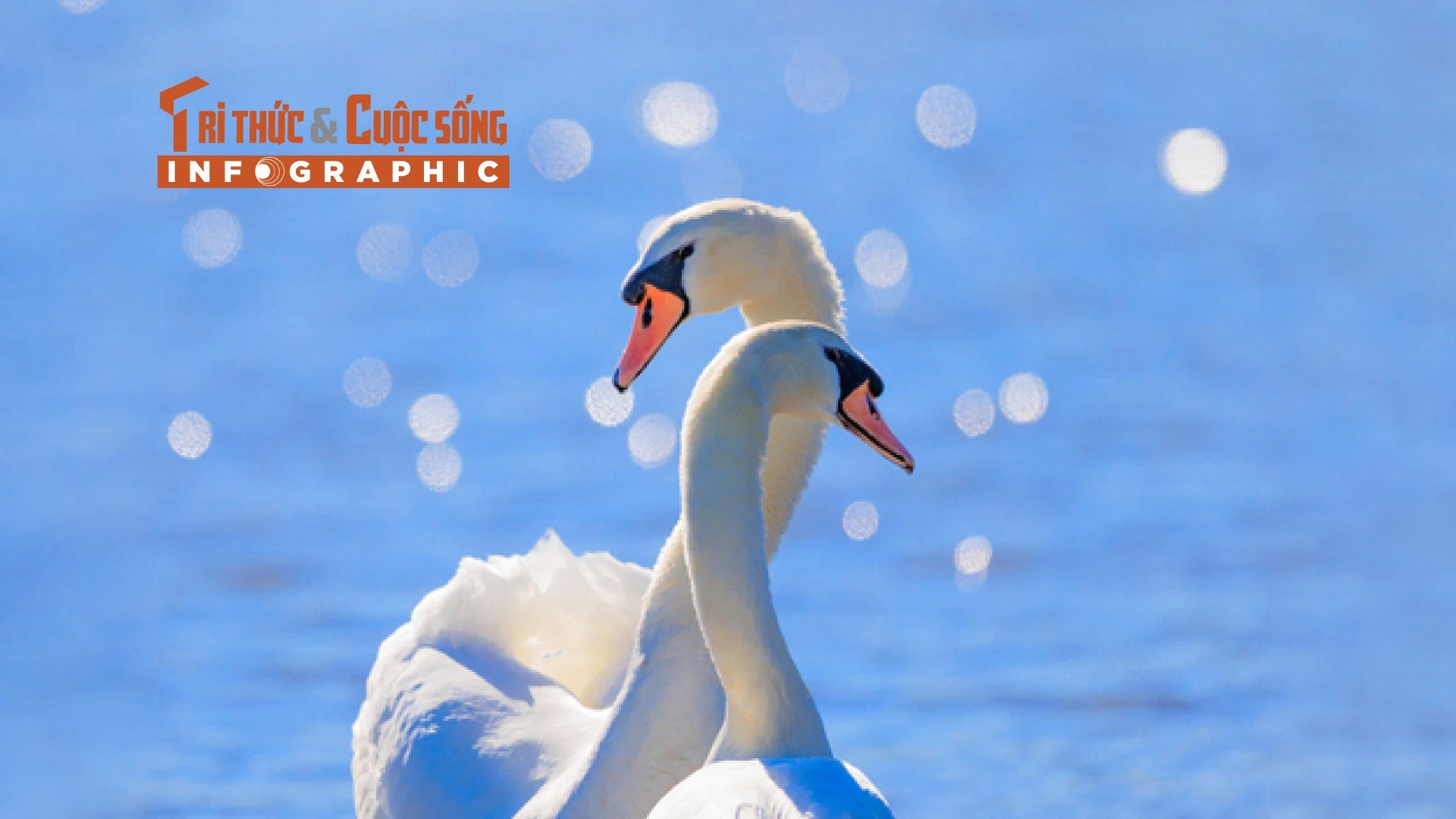 [INFOGRAPHIC] Thiên nga trắng đáng yêu, biểu tượng của lòng chung thủy