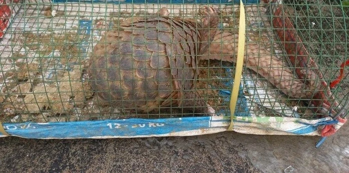 Đặt lồng bắt cua, người dân Đà Nẵng phát hiện động vật quý hiếm