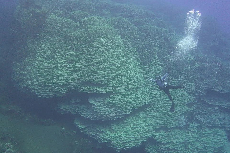 Cụm san hô Porites rus lớn nhất thế giới mọc cạnh miệng núi lửa ngầm