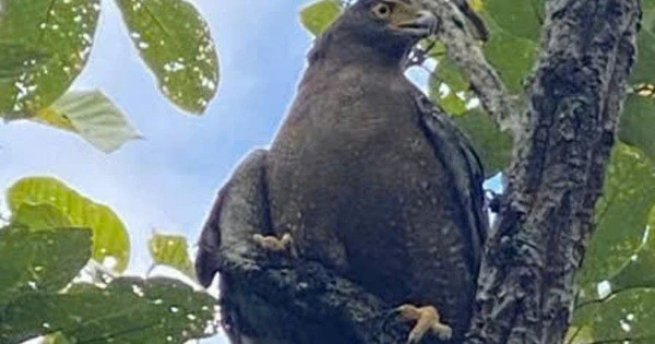 Ngắm dàn động vật quý hiếm trở về rừng Tây Nguyên