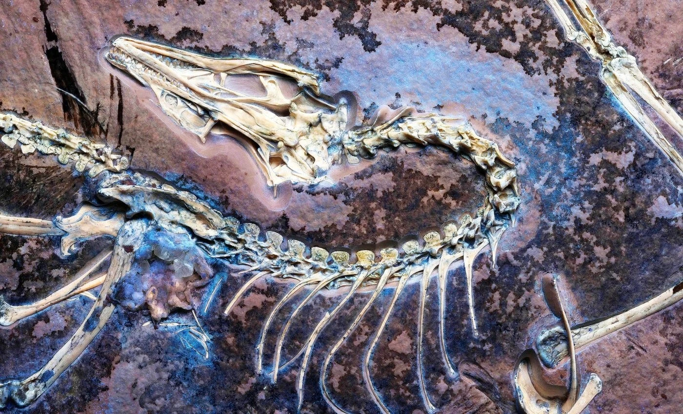 Hóa thạch 'khủng long biết bay' chứng minh thuyết tiến hóa của Darwin đúng 