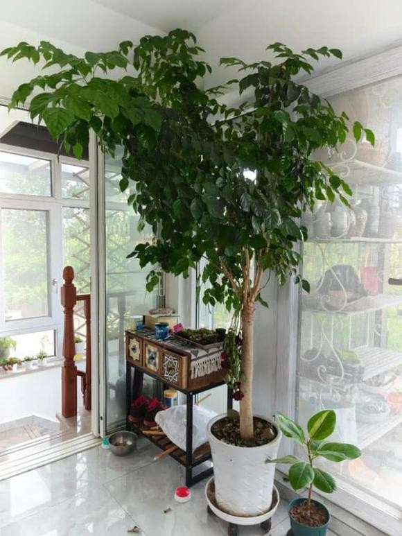 1. Cây hạnh phúc. Cây hạnh phúc, tên khoa học là Radermachera sinica, là loại cây nhiệt đới với dáng đẹp, lá xanh mướt sum suê, không chỉ tăng thêm sức sống cho không gian mà còn mang ý nghĩa cát tường, mang lại may mắn cho gia đình.