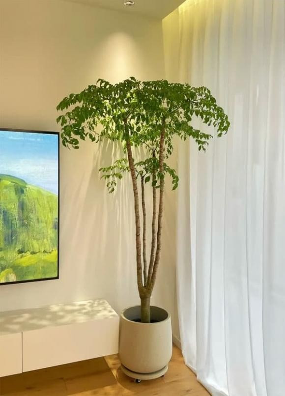 Nếu thích phong cách tối giản, chọn cây thân mảnh, phù hợp đặt ở phòng đọc sách hoặc phòng ngủ. Nếu nhà theo phong cách sang trọng, chọn cây thân to, tán gọn, đặt ở phòng khách để tạo cảm giác như một khu rừng nhỏ.