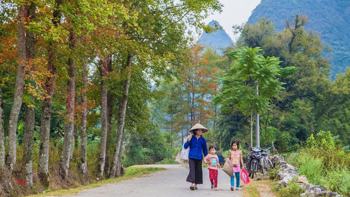 Trung bình mỗi buổi lên rừng hái, người dân hái được từ 40 đến 50 bó lá sau sau non, và bán với giá 5.000 đến 7.000 đồng/bó. Ảnh: ANTĐ.