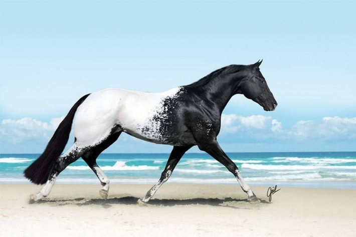 Appaloosa là giống ngựa của Mỹ nổi tiếng với bộ lông đốm màu sắc. Được biết, màu sắc hay hoa văn trên mình mỗi con ngựa là kết quả của sự di truyền.