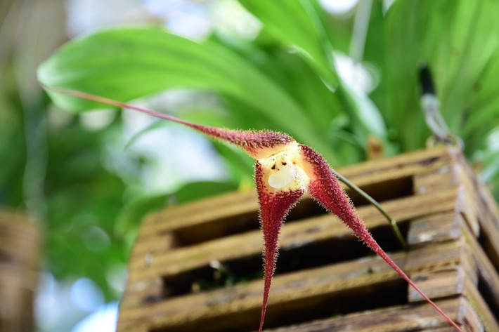 Lan mặt khỉ gigas được tìm thấy đang sinh trưởng giống như địa lan trong rừng trên độ cao 1.800-2.550 m, ở Colombia, Ecuador.