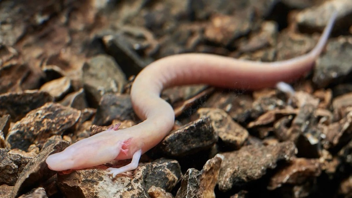Manh giông ( tên khoa học Proteus anguinus) hay "rồng non" theo cách gọi của người dân địa phương, sống toàn bộ cuộc đời ở mạch nước ngầm dưới lòng đất thuộc dãy núi Dinaric Alp chạy từ Slovenia qua Croatia và vài nước khác trên bán đảo Balcan.