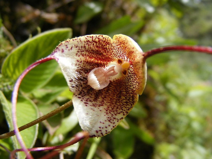 Lan mặt khỉ erythrochaete được tìm thấy tại các khu rừng có độ cao 1.100-2.000 m, ở Costa Rica, Panama.