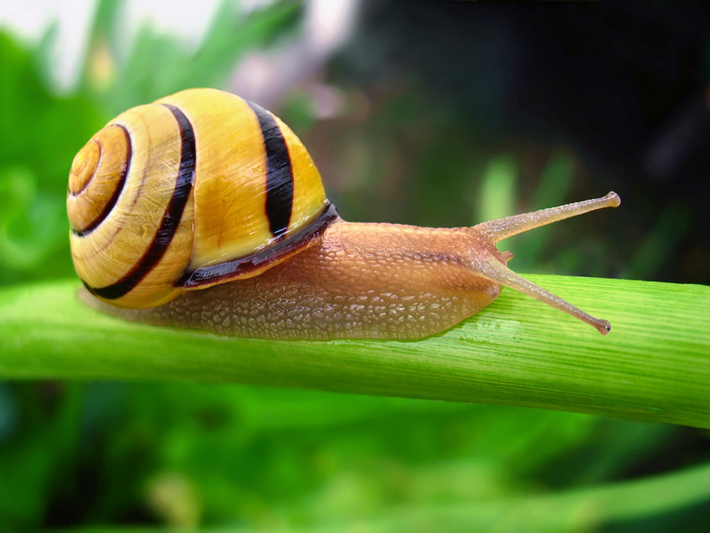 Ốc sên môi nâu (Cepaea nemoralis) dài 2 - 3cm, phân bố ở Tây Âu. Chúng có màu sắc rất đa dạng với các kiểu vân hình dải để ngụy trang trong những sinh cảnh khác nhau.