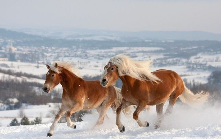 Ngựa Haflinger sống chủ yếu tại Áo và miền bắc nước Italia, đây là giống ngựa đẹp, tao nhã và khá điềm tĩnh.