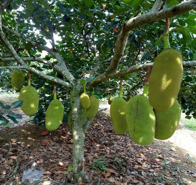Nên mua cây giống khỏe mạnh, cao khoảng 40-60cm, rễ phát triển tốt, không sâu bệnh, từ các vườn ươm uy tín. Có thể chọn cây ghép để nhanh ra quả hơn cây trồng từ hạt.