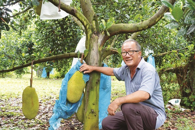 Mít thường bắt đầu cho trái sau khoảng 2-3 năm (nếu là cây ghép). Nếu cây phát triển tốt nhưng chưa ra quả, có thể dùng kỹ thuật khoanh vỏ thân (rạch một vòng nhỏ quanh thân hoặc cành lớn) để hạn chế chất dinh dưỡng lên ngọn, giúp cây chuyển sang giai đoạn sinh sản.