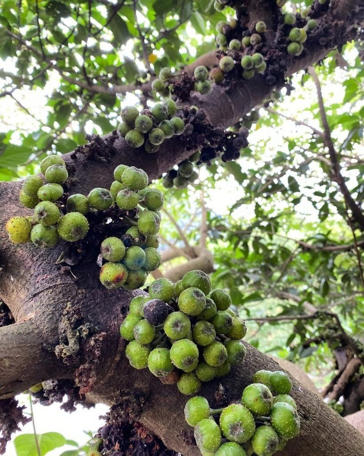 Tránh trồng chính giữa sân hay chắn ngang cửa chính. Vị trí trung tâm sân hoặc đối diện cửa chính có thể cản trở dòng năng lượng tốt, ảnh hưởng đến phong thủy tổng thể và tài vận của gia chủ.
